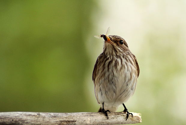 muchárik sivý Muscicapa striata