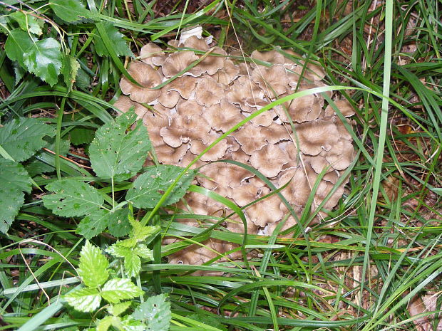 trúdnik klobúčkatý Polyporus umbellatus (Pers.) Fr.