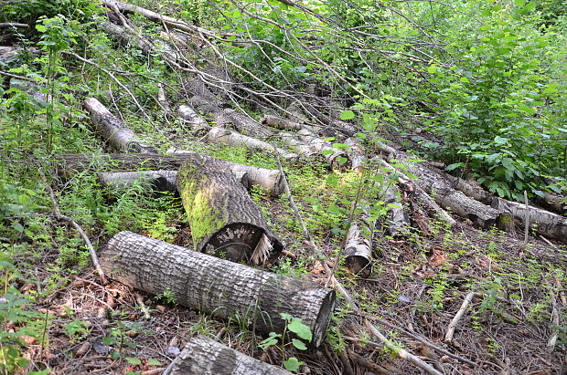 topoľ osikový Populus tremula L.