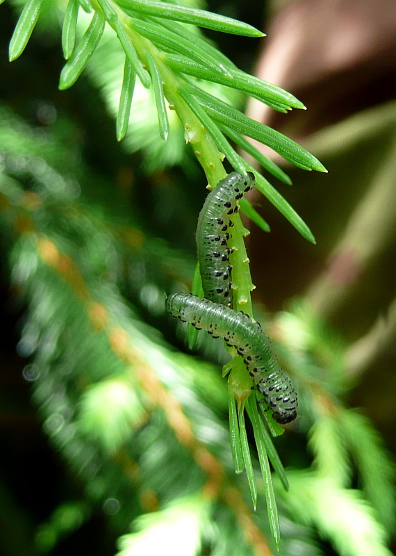 piliarka smreková ? Pristiphora abietina