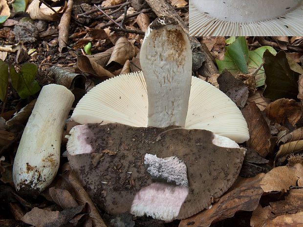 plávka strakatá Russula grisea Fr.