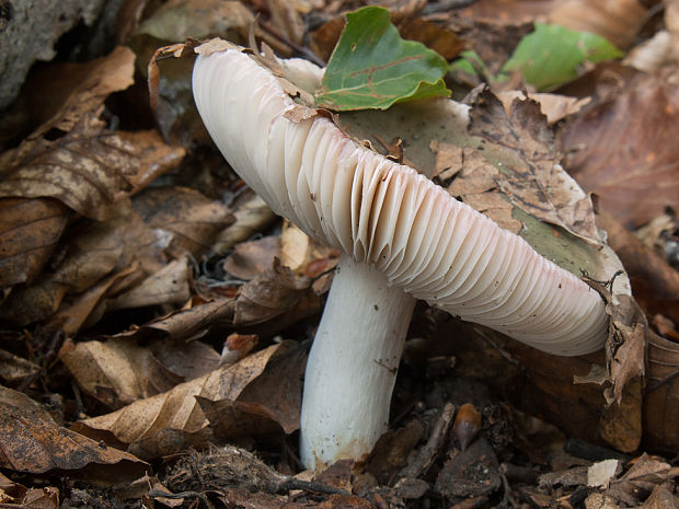 plávka strakatá Russula grisea Fr.