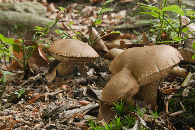 podhríb žlčový Tylopilus felleus (Bull.) P. Karst.