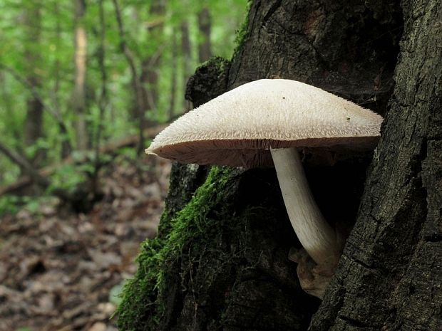 pošvovec stromový Volvariella bombycina (Schaeff.) Singer