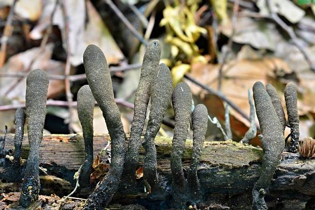 drevnatec Xylaria sp.