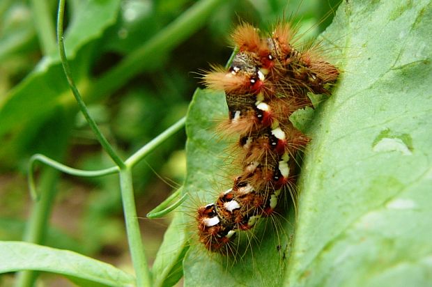 mramorovka obyčajná Acronicta rumicis