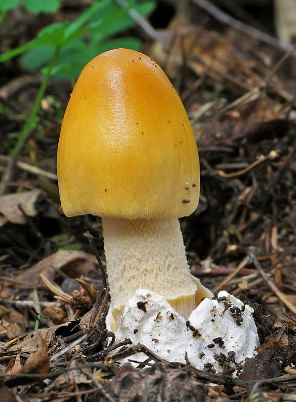 muchotrávka oranžová Amanita crocea (Quél.) Singer