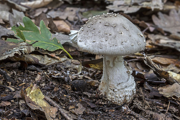 muchotrávka Amanita sp.