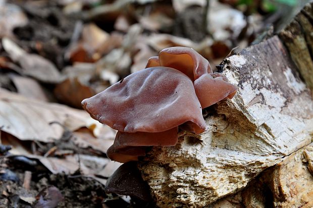 uchovec bazový Auricularia auricula-judae (Bull.) Quél.