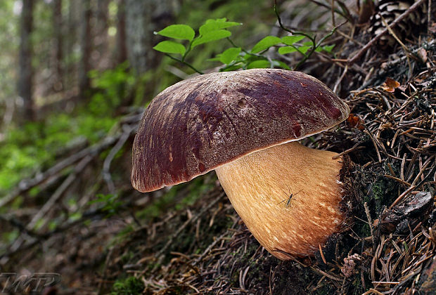 hríb sosnový Boletus pinophilus Pil. et Dermek in Pil.