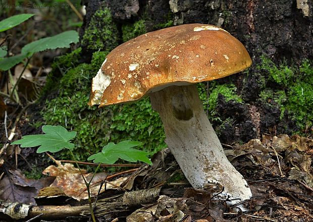 hríb dubový Boletus reticulatus Schaeff.