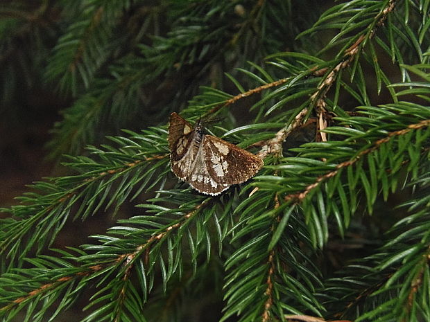 piadivka tmavoškvrnná Bupalus piniarius Linnaeus, 1758