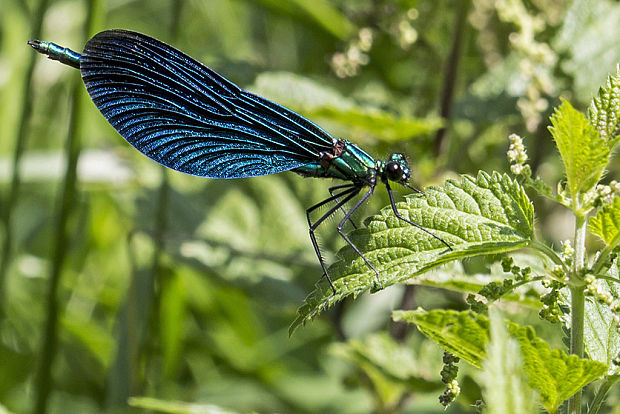 hadovka obyčajná Calopteryx virgo