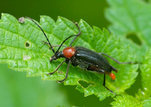 fuzáč Dinoptera collaris