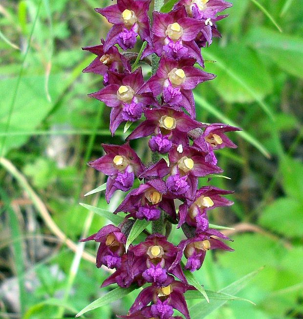 kruštík tmavočervený pravý Epipactis atrorubens subsp. atrorubens (Hoffm.) Besser