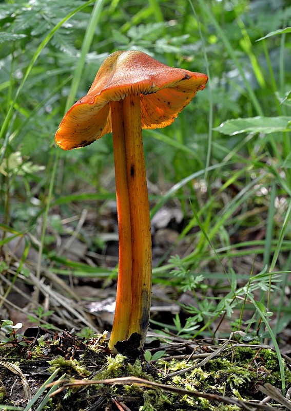 lúčnica kužeľovitá pieskomilná Hygrocybe conica (Schaeff.) P. Kumm.