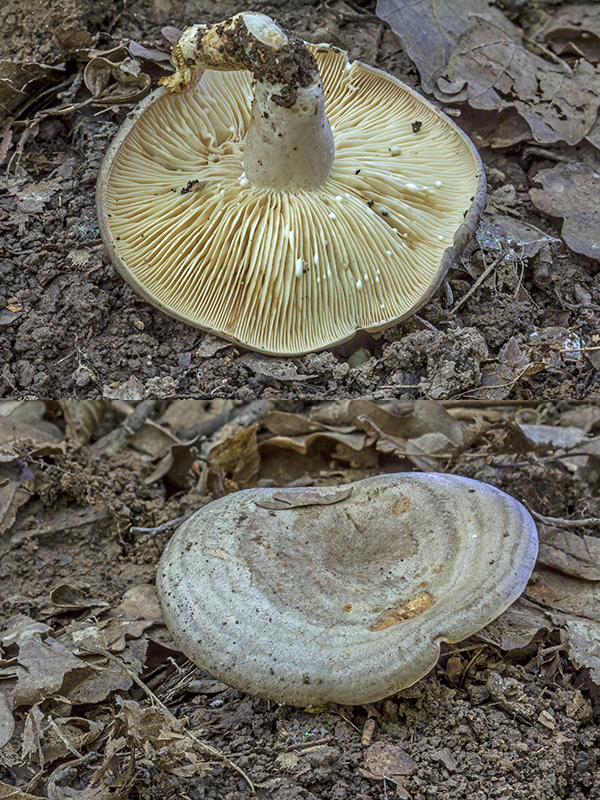 rýdzik kruhovaný Lactarius circellatus Fr.