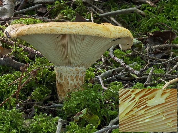 rýdzik rapavý Lactarius scrobiculatus (Scop.) Fr.