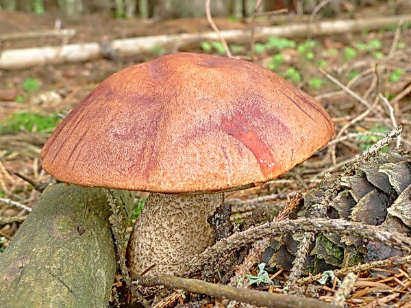 kozák smrekový Leccinum piceinum Pilát & Dermek