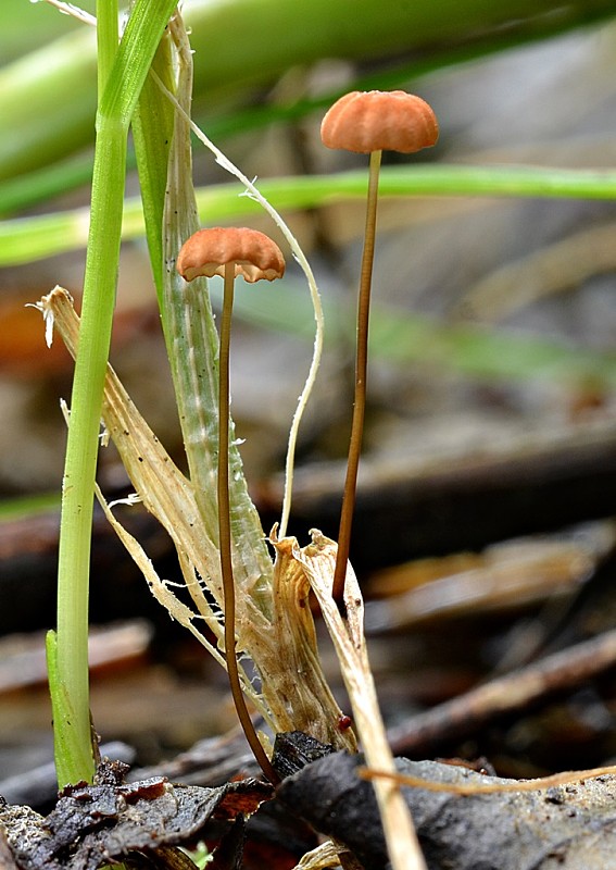 tanečnica travinná Marasmius graminum (Lib.) Berk.