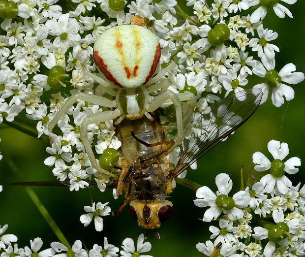 kvetárik dvojtvarý s korisťou Misumena vatia