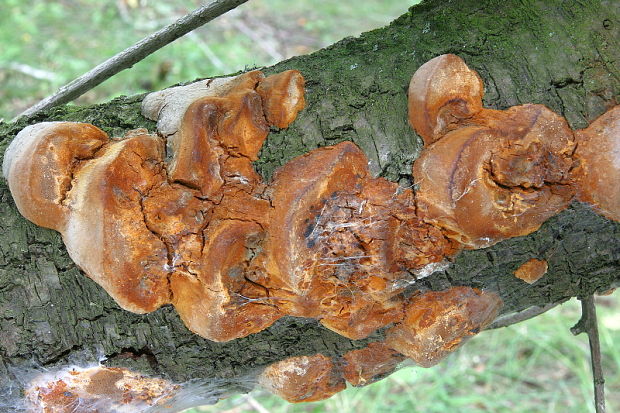 ohňovec slivkový Phellinus pomaceus (Pers.) Maire