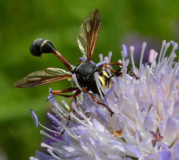 okanka Physocephala rufipes Fabricius, 1781