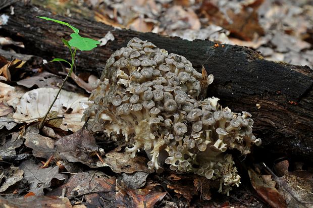 trúdnik klobúčkatý Polyporus umbellatus (Pers.) Fr.