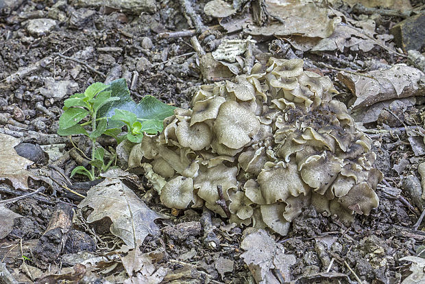 trúdnik klobúčkatý Polyporus umbellatus (Pers.) Fr.