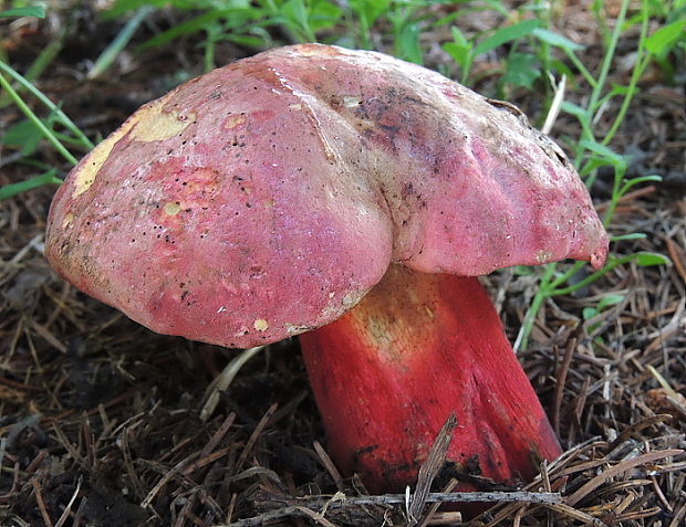 hríb úhľadný horský Rubroboletus rubrosanguineus (Cheype) Kuan Zhao & Zhu L. Yang