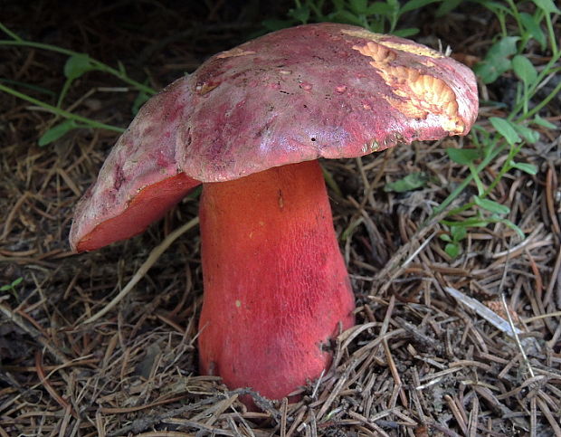 hríb úhľadný horský Rubroboletus rubrosanguineus (Cheype) Kuan Zhao & Zhu L. Yang