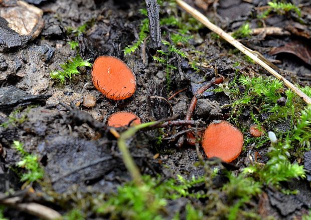 štítovnička Scutellinia sp.