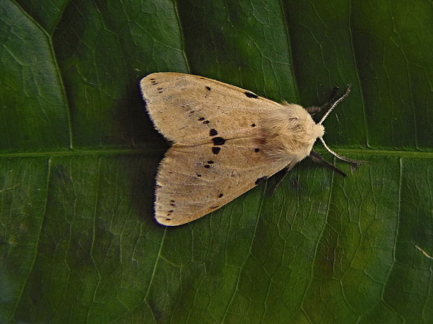 spriadač bazový Spilosoma lutea Hufnagel, 1766