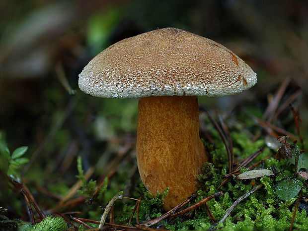 masliak strakatý Suillus variegatus (Sw.) Kuntze