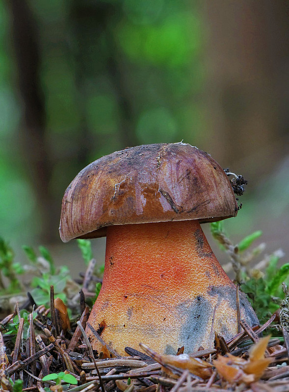 hríb zrnitohlúbikový Sutorius luridiformis (Rostk.) G. Wu & Zhu L. Yang