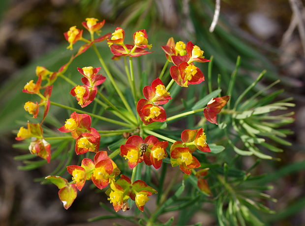 mliečnik chvojkový Tithymalus cyparissias (L.) Scop.