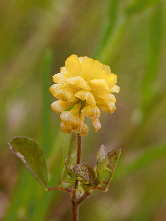 ďatelina poľná Trifolium campestre Schreb.