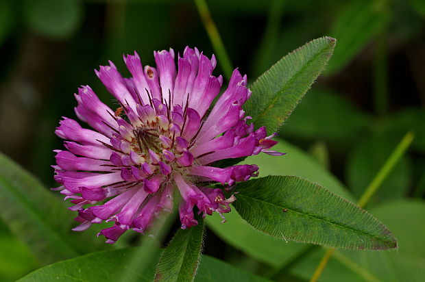 ďatelina ohnutá Trifolium flexuosum Jacq.