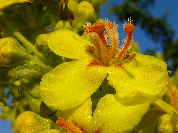 divozel úhľadný Verbascum speciosum Schrad.