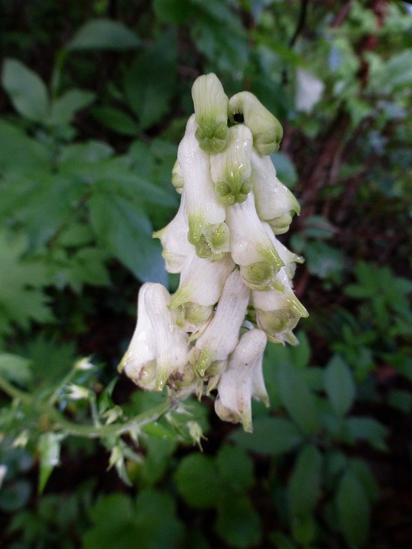 prilbica žltá Aconitum vulparia Rchb.