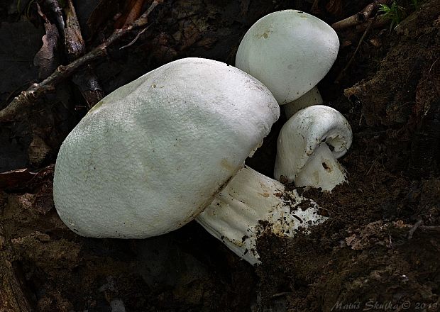 pečiarka Agaricus sp.