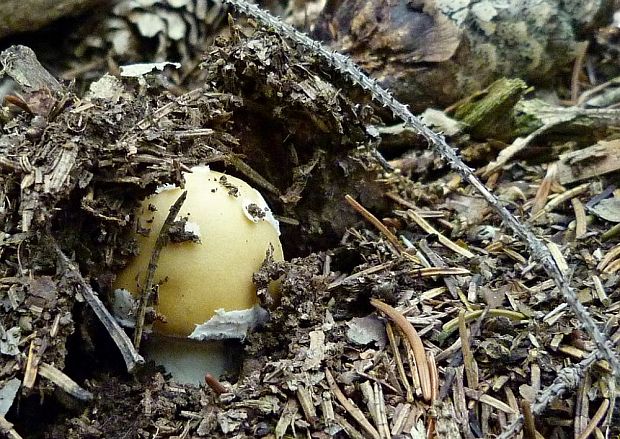 muchotrávka slamovožltá Amanita gemmata (Fr.) Bertill.