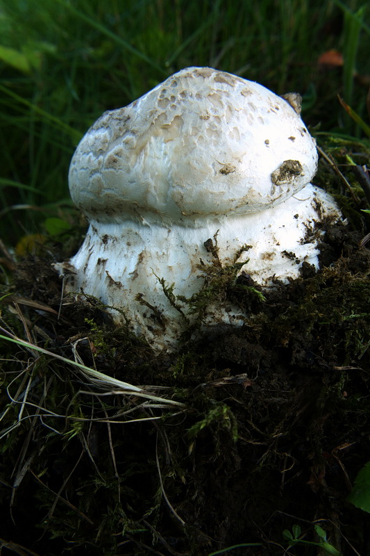 muchotrávka šiškovitá Amanita strobiliformis Gonn. & Rabenh.