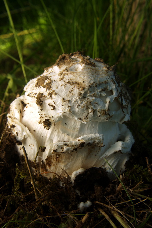 muchotrávka šiškovitá Amanita strobiliformis Gonn. & Rabenh.