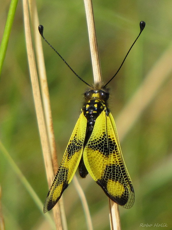 askalafus škvrnitokrídly Ascalaphus macaronius