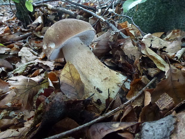 hríb dubový Boletus reticulatus Schaeff.