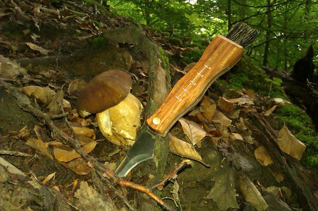 hríb dubový Boletus reticulatus Schaeff.