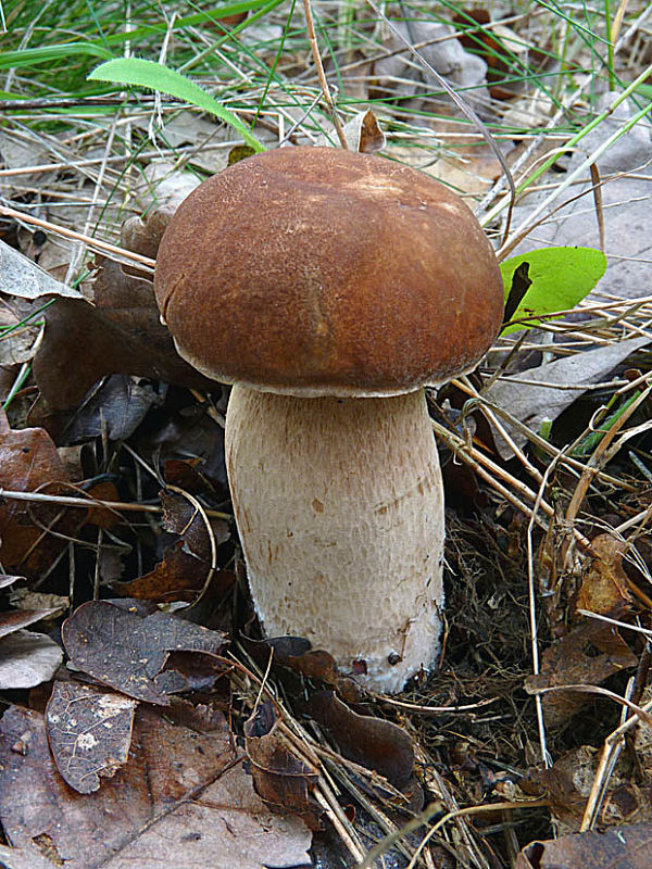 hríb dubový Boletus reticulatus Schaeff.