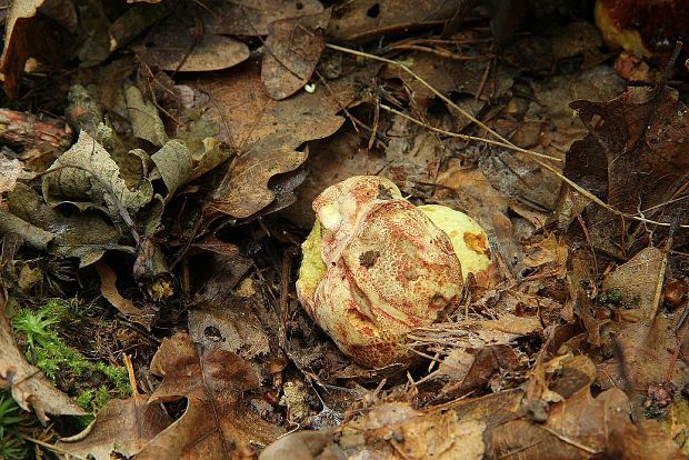 hríb kráľovský Butyriboletus regius (Krombh.) D. Arora & J.L. Frank