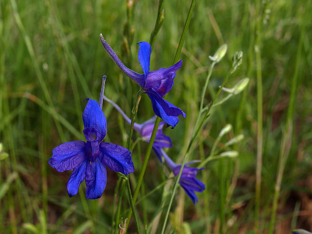 ostrôžka poľná Consolida regalis Gray